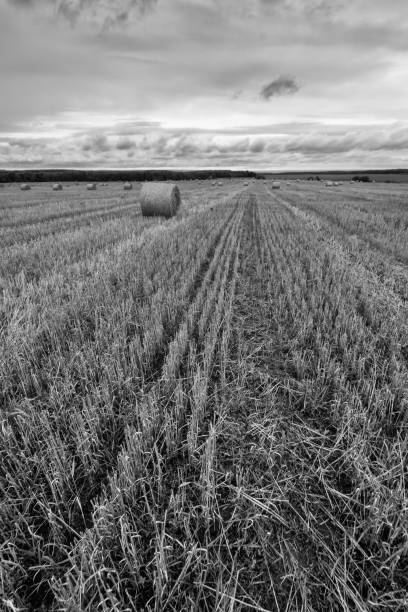 istock Haystacks on the field in Autumn season. 849195908