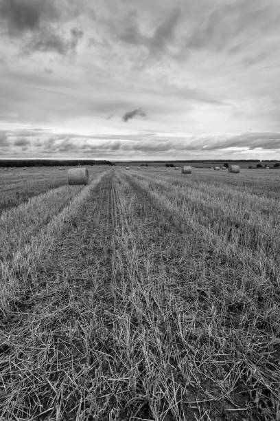 istock Haystacks on the field in Autumn season. 849195926