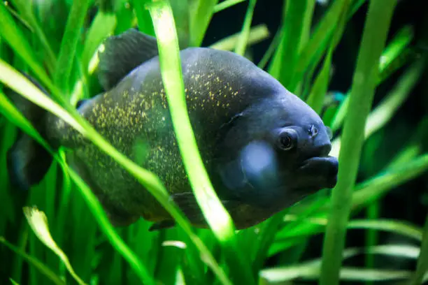 Photo of Close up of Piranha fish swimming amongst green reeds