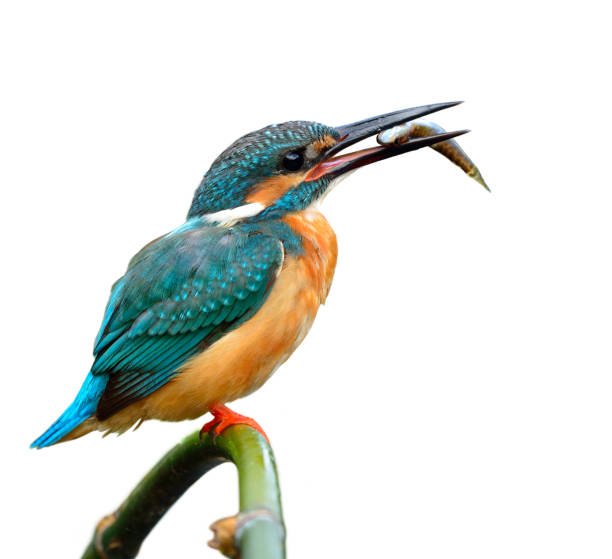 istock Common Kingfisher, beautiful blue bird in nature 849203330