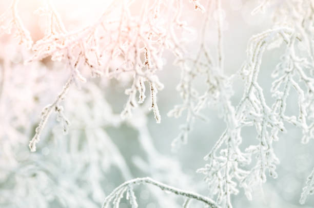 istock White Frost on tree twigs against rosy sun light 849203358