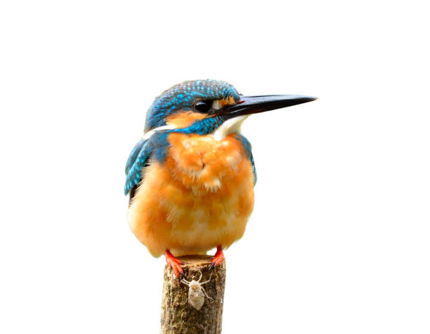 istock Common Kingfisher, beautiful blue bird in nature 849203386