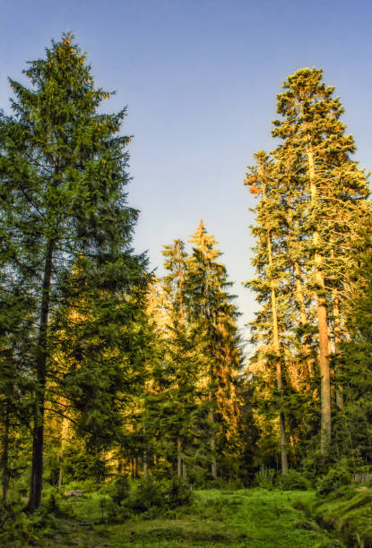 istock Sunlit firs in a forest, bright sun on firs top 849203668