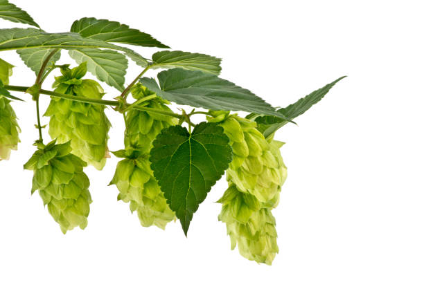 istock Hop Cones Isolated on the White Background. 849203680