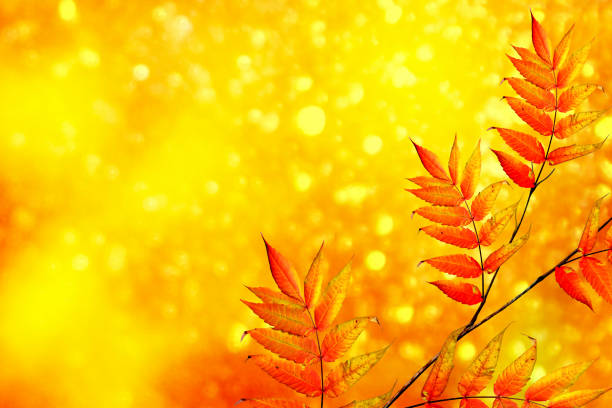 istock autumn landscape with bright colorful leaves. 849204024
