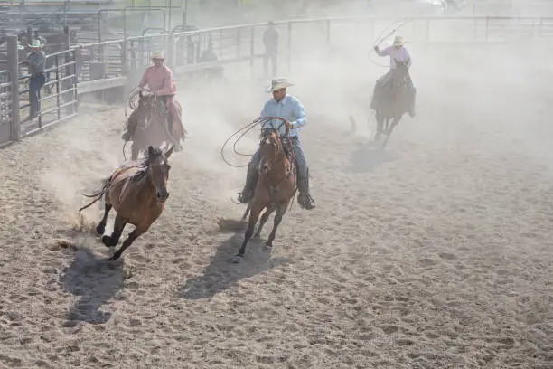 Chasing Horse in Rodeo Arena in Utah, USA