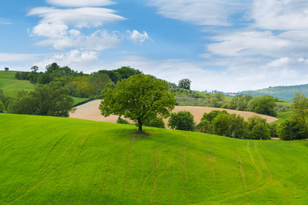 istock Tuscany landscape, beautiful green hills and lonely tree springtime 849207164