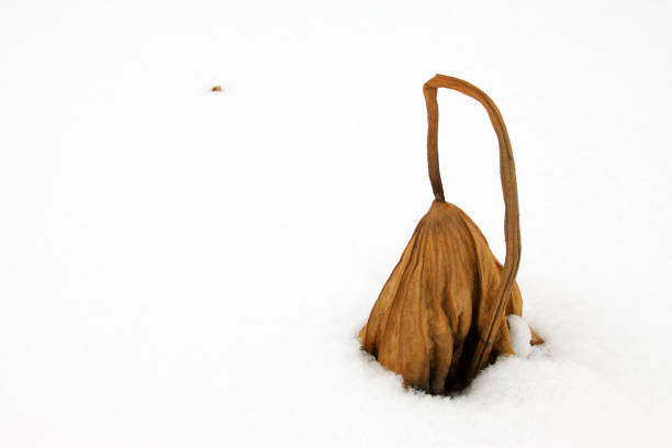 istock withered lotus stalk in the snow, in winter 849208574