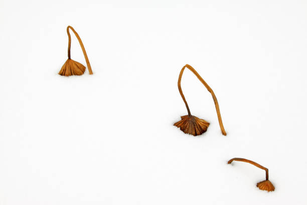 istock withered lotus stalk in the snow, in winter 849210836