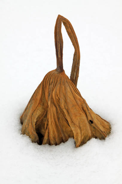istock withered lotus stalk in the snow, in winter 849210898