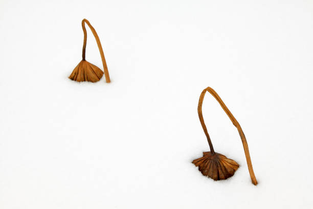 withered lotus stalk in the snow, in winter