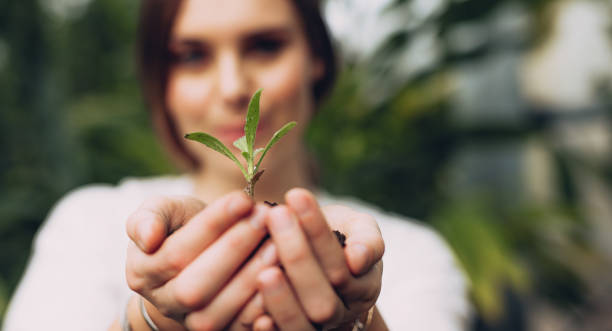 kobieta ogrodnik ręce trzymając sadzonkę - planting tree human hand women zdjęcia i obrazy z banku zdjęć