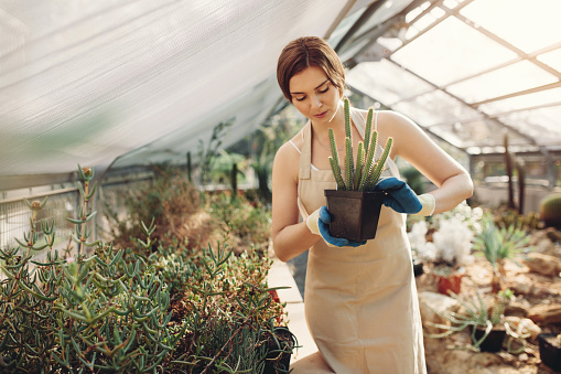 Shot of young woman holding a cactus potted plant in greenhouse. Beautiful gardener holding a potted cactus at plant nursery.