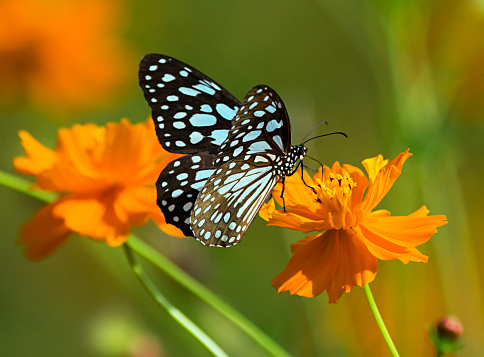 a butterfly feeds on nectar in the Annapurna region of Nepal