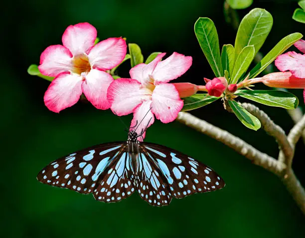 Blue tiger butterfly or Danaid Tirumala limniace on pink flowers of Adenium Obesum or Sabi star or desert rose or mock azalea with green leaves and dark green blurred background.