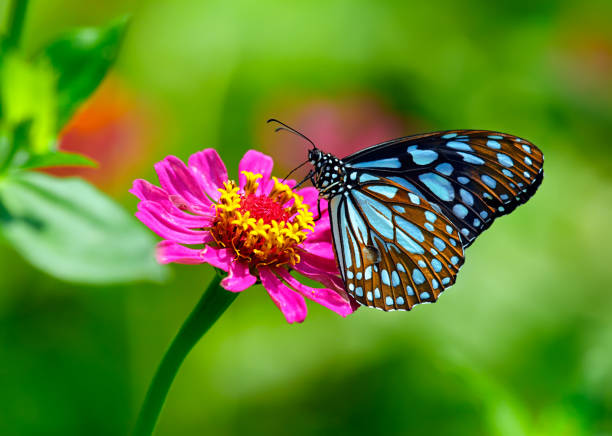 papillon tigre bleu sur une fleur de zinnia rose avec fond vert - couleur panachée photos et images de collection