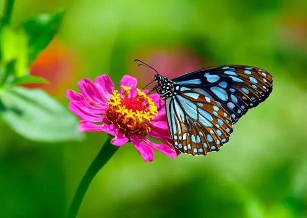 Blue tiger butterfly or Danaid Tirumala limniace on a pink zinnia flower with green blurred background.