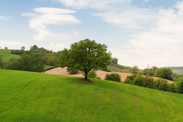 istock Tuscany landscape, beautiful green hills and lonely tree springtime 849225780
