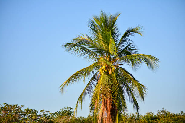 palm tree in a tropical beach - africa south beach landscape imagens e fotografias de stock