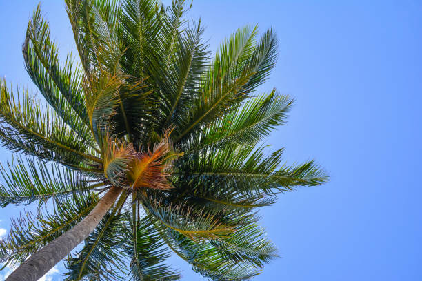 palm tree in a tropical beach, view from the ground - africa south beach landscape imagens e fotografias de stock