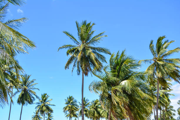 palmiers de noix de coco dans une plage tropicale - africa south beach landscape photos et images de collection