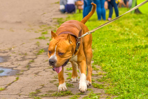 istock Fighting dog close-up 849226724