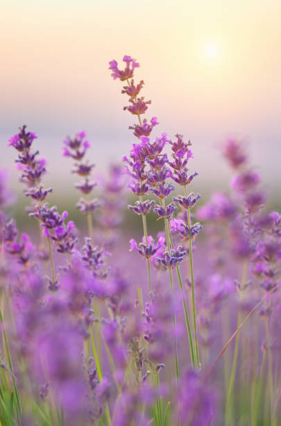 istock Lavender flowers closeup. 849229892