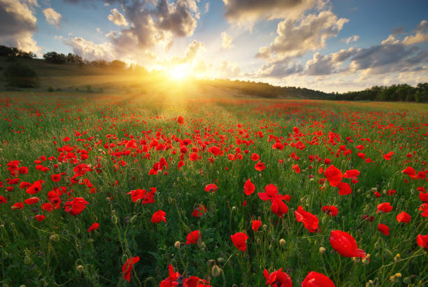 istock Poppy meadow landscape 849230290