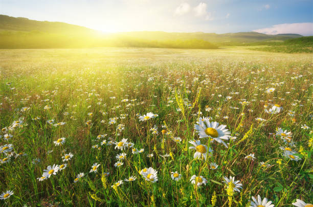 istock Spring flowers of daisy 849230932