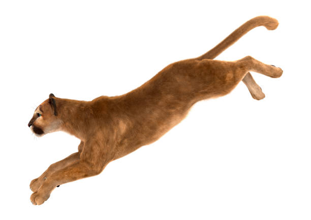 3d Rendering Big Cat Puma On White Stock Photo - Download Image Now - Mountain Lion, Cut Out, Jumping - iStock 3d Rendering Big Cat Puma On White Stock Photo - Download Image Now - Mountain Lion, Cut Out, Jumping - iStock