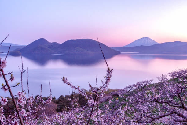 Plum trees and Lake Toya and Mt.Yotei Sobestu Park is well known for the observatory deck with a wonderful view of Mount Youtei and the grove of plum trees. plum blossom stock pictures, royalty-free photos & images