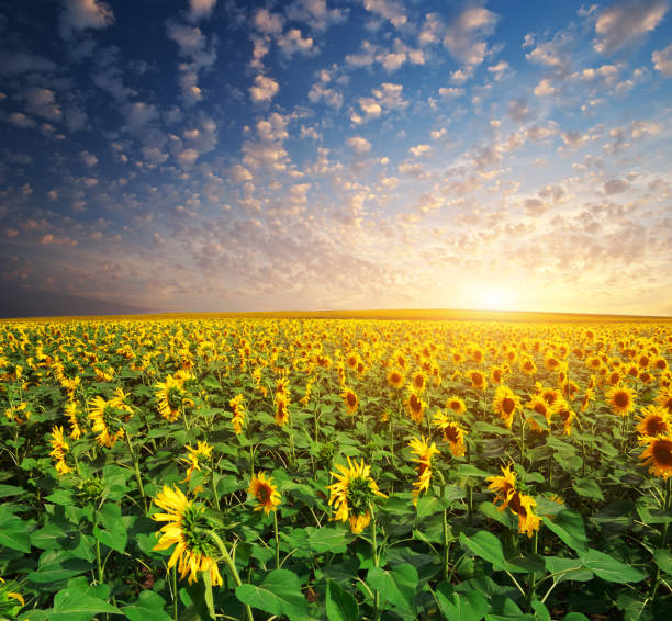 istock Big field of sunflowers 849233704