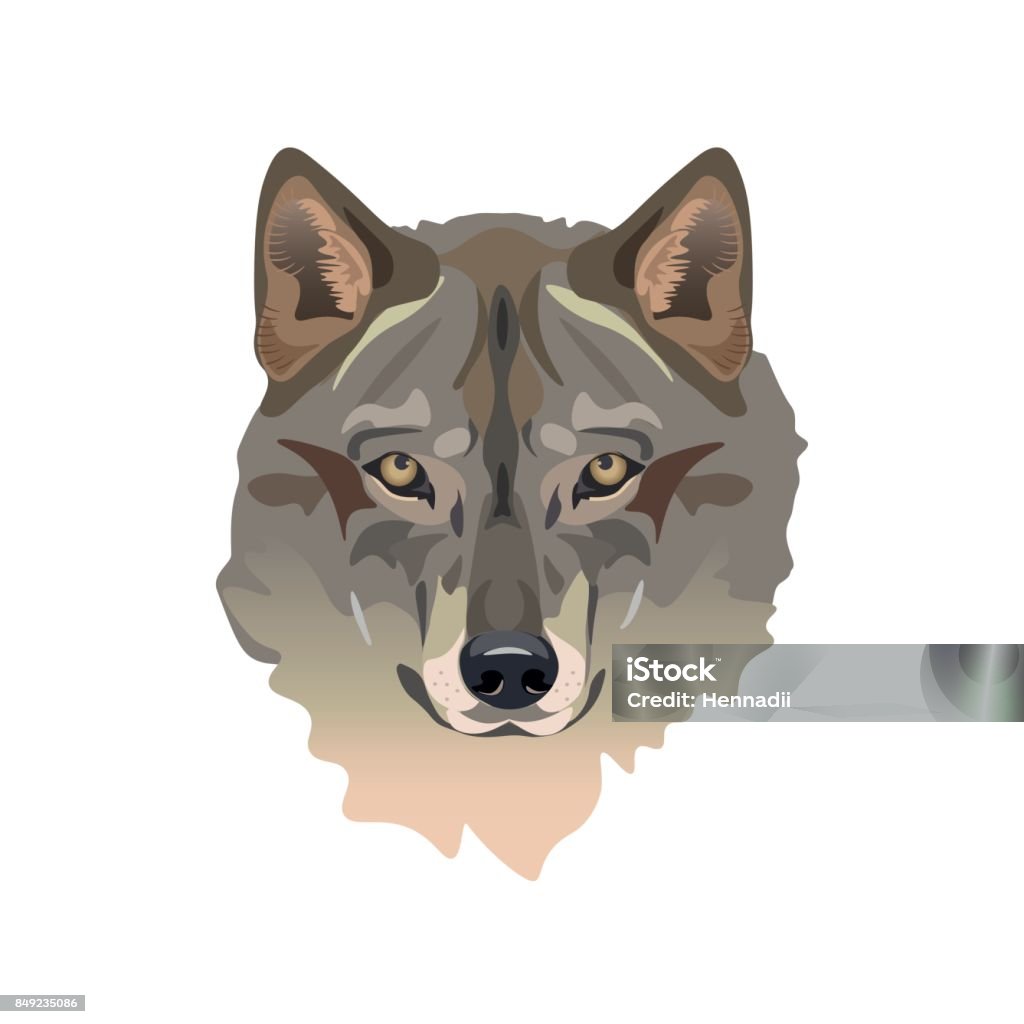 Wolf's head vector Head of gray wolf. Vector illustration Gray Color stock vector