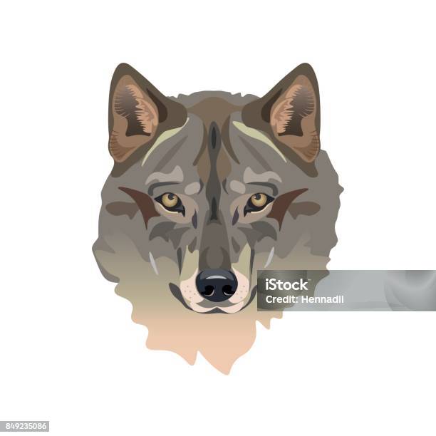Wolfs Head Vector Stock Illustration - Download Image Now - Gray Color, Wolf, Animal