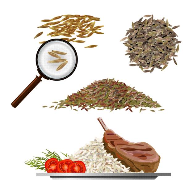 커 민 벡터 일러스트 - fennel seed spice white background stock illustrations