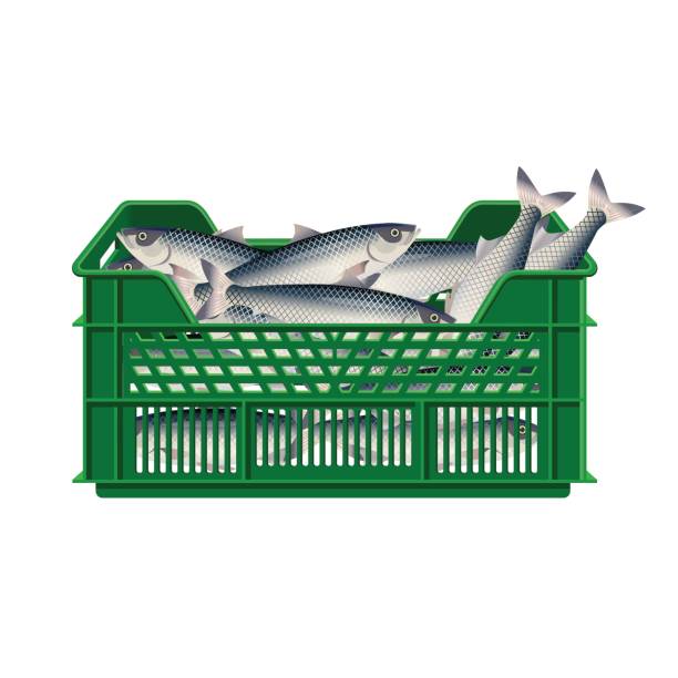Fish In Plastic Crate Stock Illustration - Download Image Now - Fish, Box -  Container, Fishing Industry - iStock