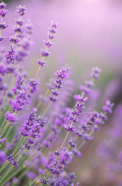 istock Lavender flowers closeup 849238884