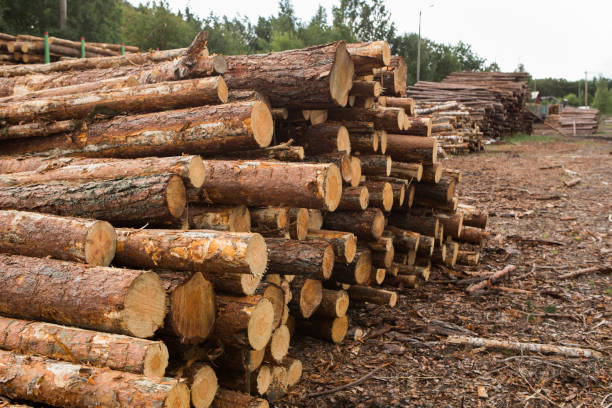 istock Stock of timber. 849242670