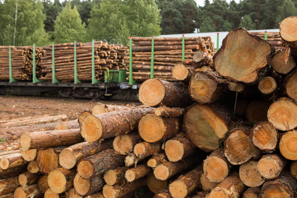 istock Stock of timber. 849242714