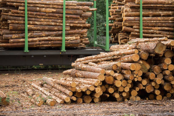 istock Stock of timber. 849242954