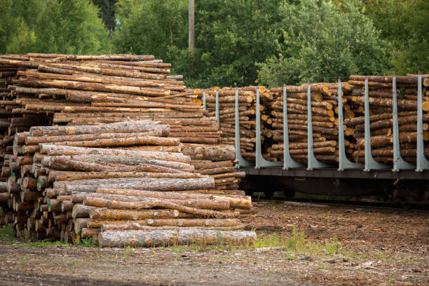 istock Stock of timber. 849243282