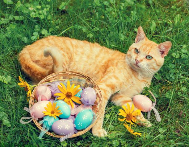 istock A red cat lies near a basket with colored eggs on a green lawn 849243780