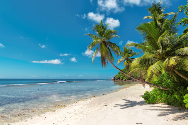 istock Palm trees and turquoise sea in tropical beach 849248986