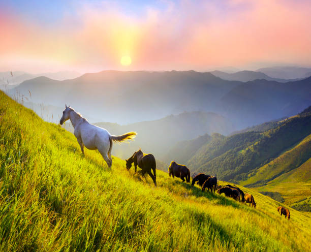 istock Horses on the mountain top 849249132