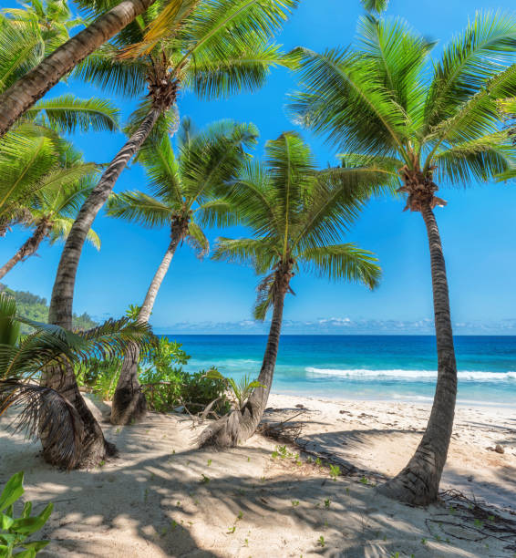 istock Palm trees and turquoise sea in tropical beach 849249320