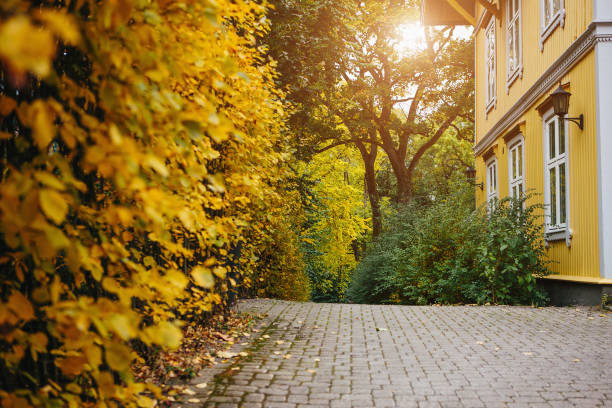 Autumn bush on the street of a European city