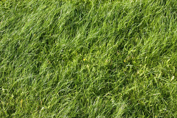 istock Green natural lawn in the park 849251296
