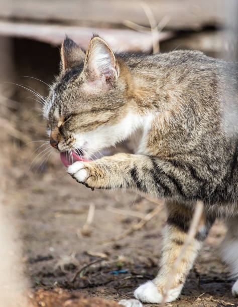 istock Cat walks on nature in the spring 849253562