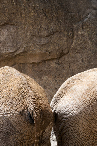 dois elefantes é visíveis por trás - safari animals elephant rear end animal nose - fotografias e filmes do acervo