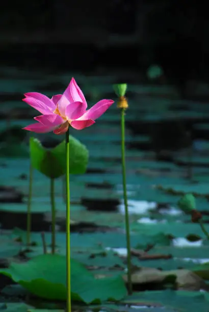 Tall pink lily flower with open leaves growing in a pond.